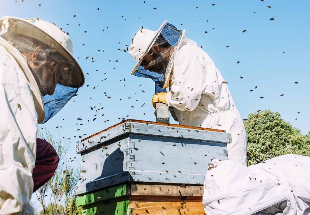 Raw Bee Honey Products And Beekeeping